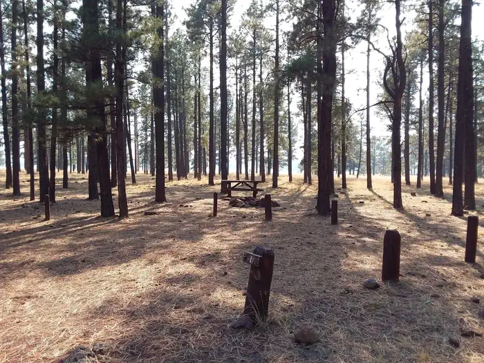 Benny Creek Campground