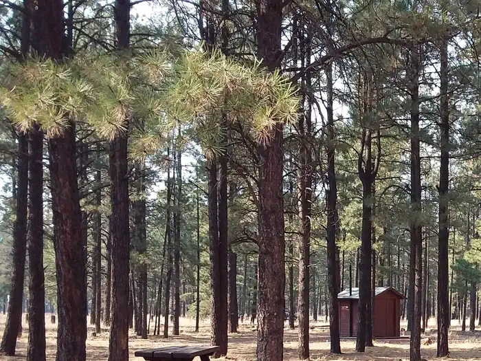 Benny Creek Campground