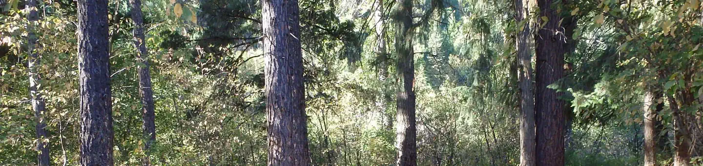 Cottonwood Campground (wa)