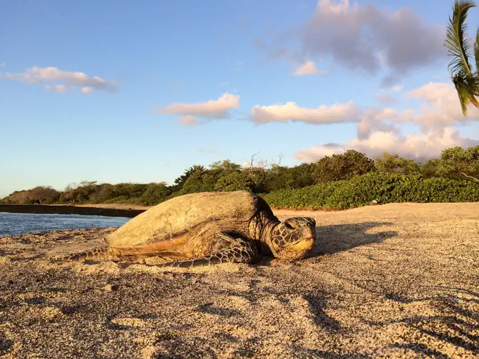 Kaloko-Honokōhau National Historical Park — Kaloko-HonokōHau National Historical Park