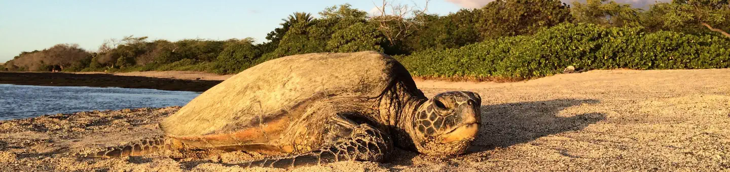 Kaloko-Honokōhau National Historical Park — Kaloko-HonokōHau National Historical Park
