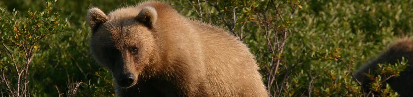 Togiak National Wildlife Refuge