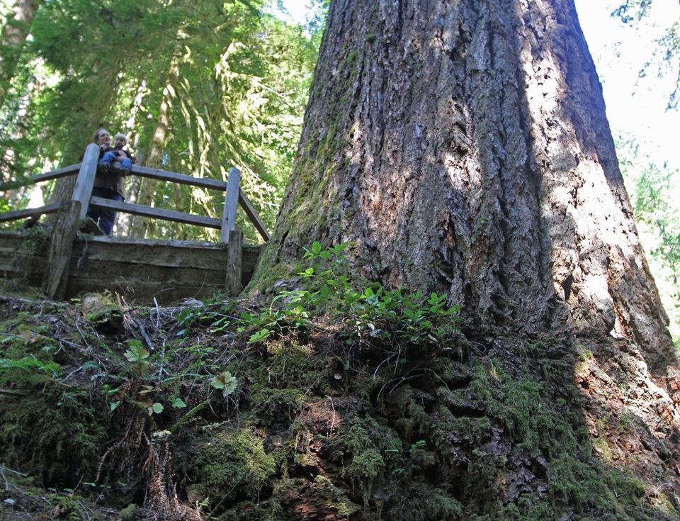 The Doerner Fir Trail