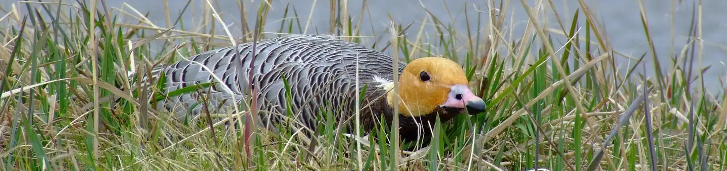Yukon Delta National Wildlife Refuge