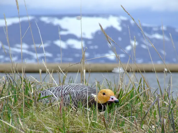 Yukon Delta National Wildlife Refuge — Yukon Delta National Wildlife Refuge