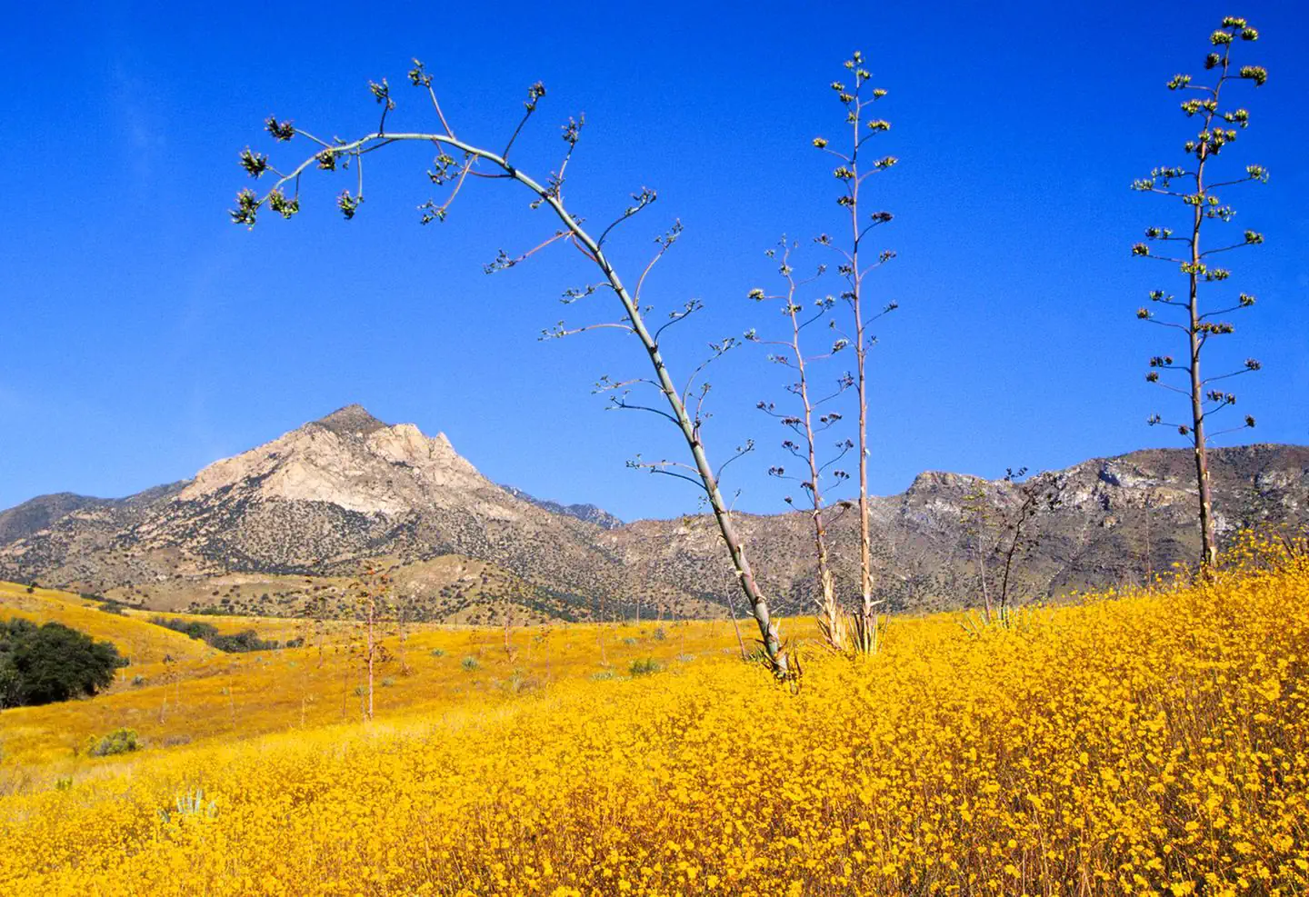 Coronado National Memorial — Wildflowers and Montezuma Peak