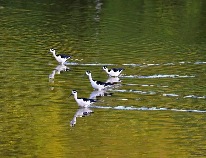 Virgin Islands National Park — Four Stilts for the Bird Watchers