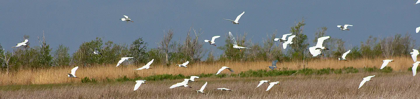 Sabine National Wildlife Refuge