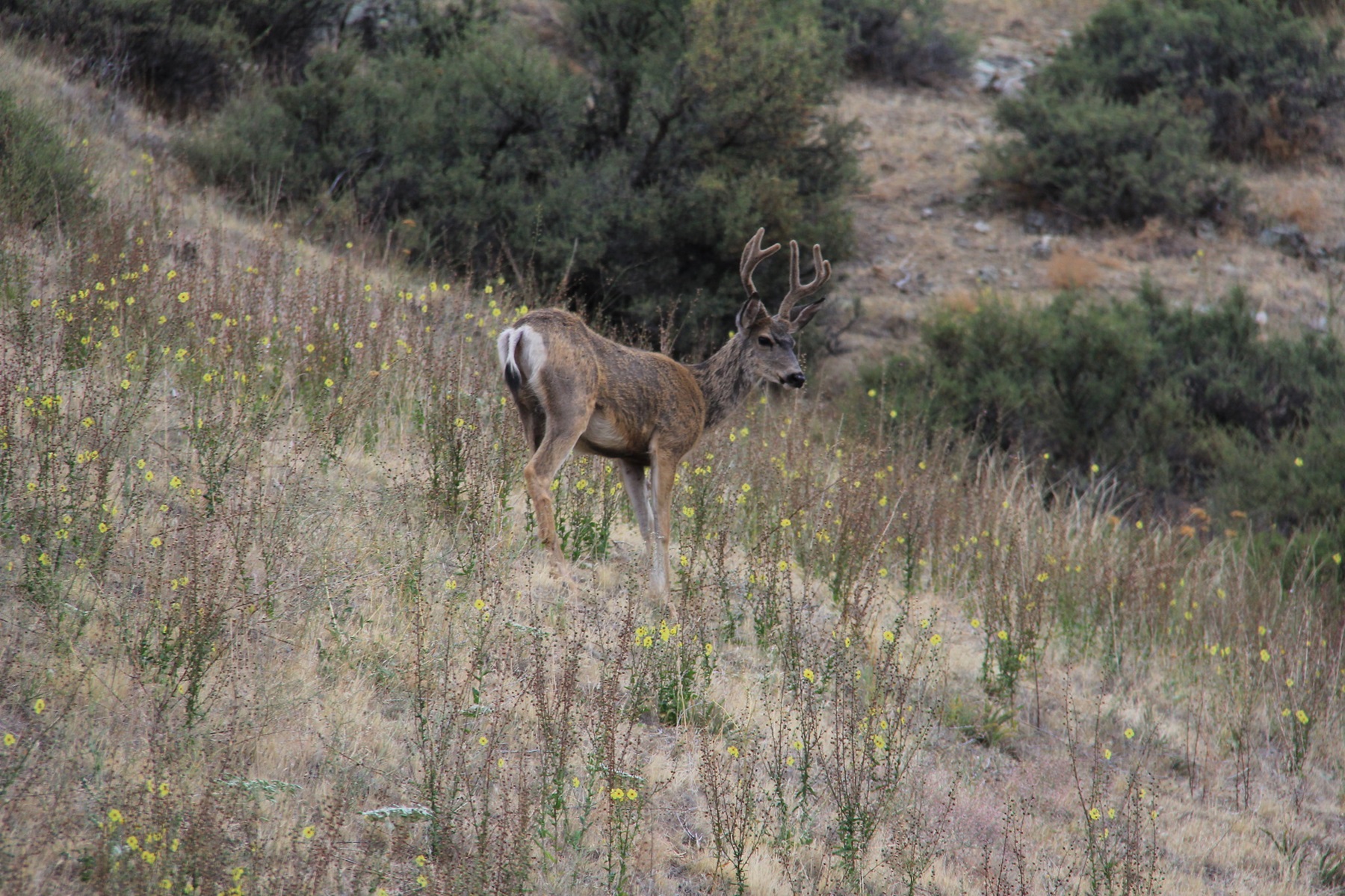 Hells Canyon Wilderness — Buck in Hells Canyon Wilderness