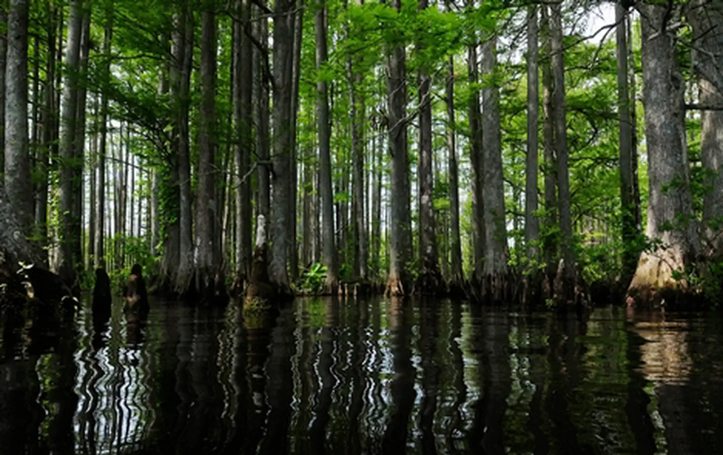 Captain John Smith Chesapeake National Historic Trail — Cypress Trees Chickahominy River