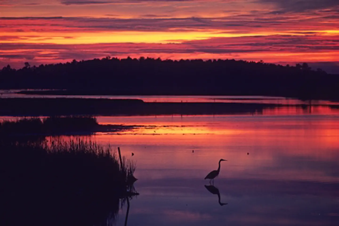 Captain John Smith Chesapeake National Historic Trail — Heron at sunset at Blackwater NWR