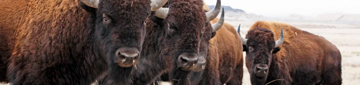 Rocky Mountain Arsenal National Wildlife Refuge