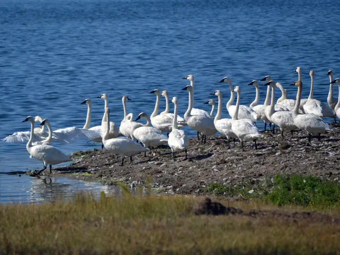Tamarac National Wildlife Refuge — Tamarac National Wildlife Refuge