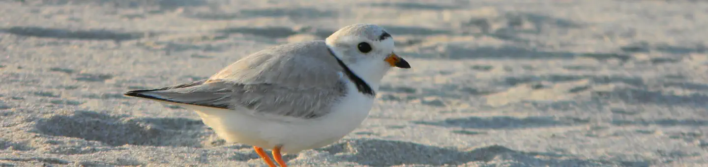 Rachel Carson National Wildlife Refuge
