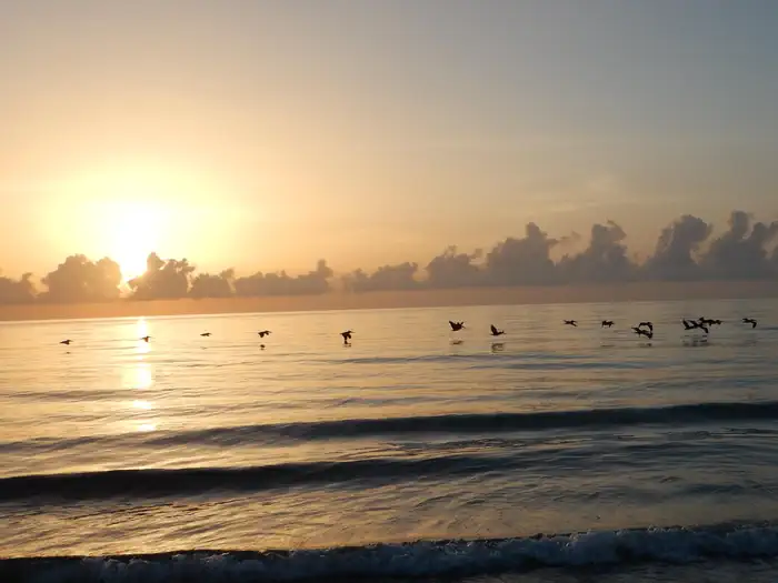 Nathaniel P. Reed Hobe Sound National Wildlife Refuge — Silhouette of birds flying over the Atlantic Ocean as the sun rises above the cloudy horizon.