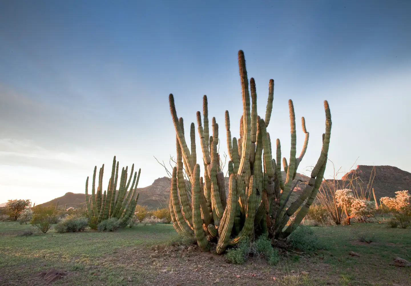 Organ Pipe Cactus National Monument — Two Organ Pipe Cacti photographed at dusk.