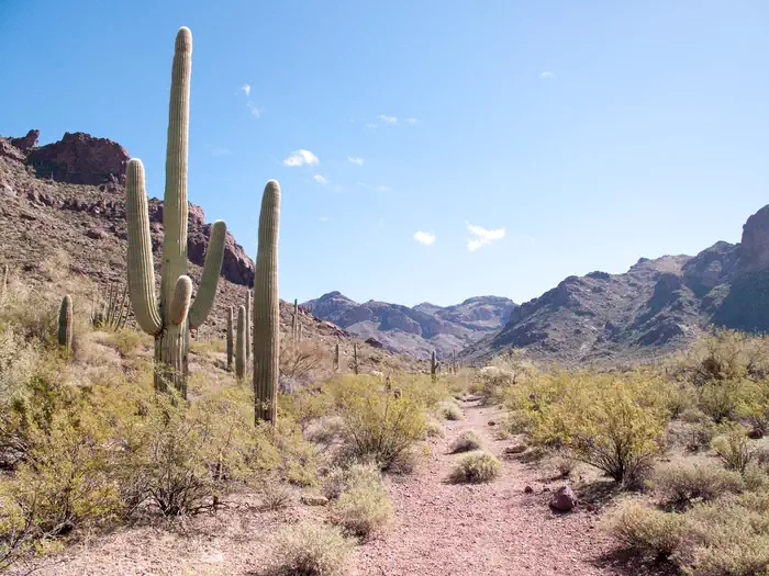 Organ Pipe Cactus National Monument — Scenic views in Alamo Canyon
