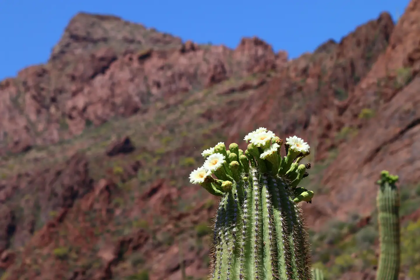 Organ Pipe Cactus National Monument — Blooming saguaro cactus with a mountain visible behind it.