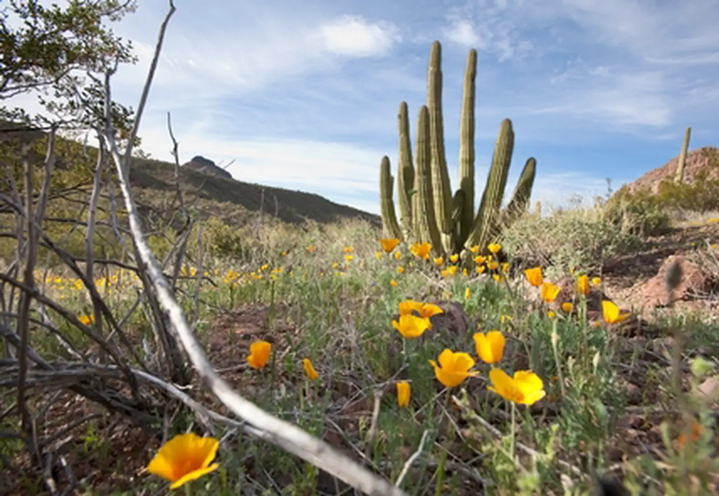 Organ Pipe Cactus National Monument — Desert poppies in bloom with a mature Organ Pipe Cactus in the background.