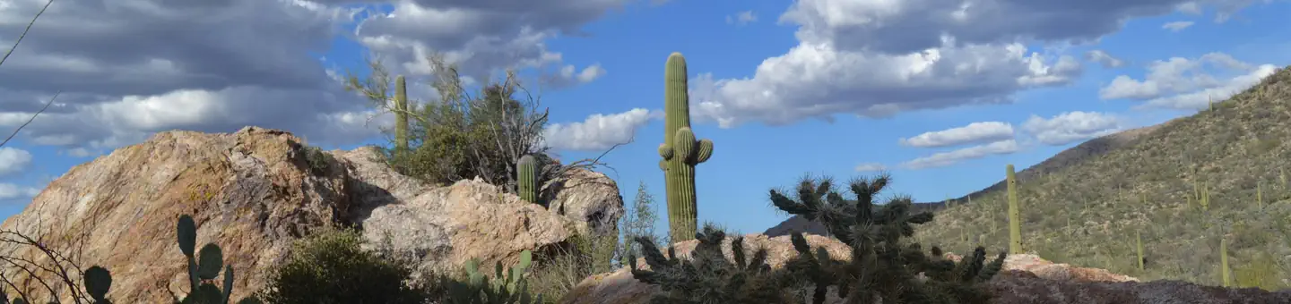 Organ Pipe Cactus National Monument