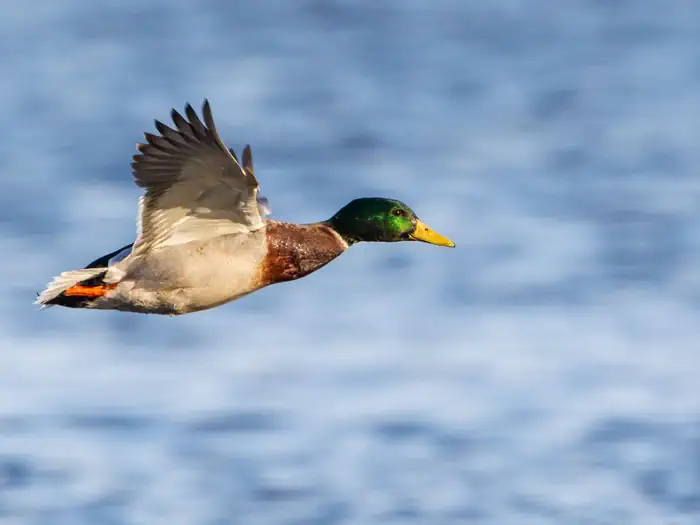 Upper Mississippi River National Wildlife and Fish Refuge — Mallard Drake on Upper Mississippi River National Wildlife and Fish Refuge