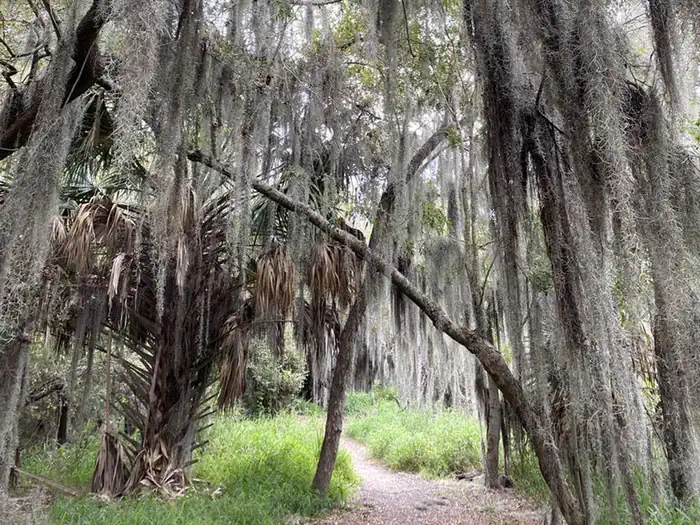 Santa Ana National Wildlife Refuge — A dirt path leads through a wooded area of trees covered in Spanish moss