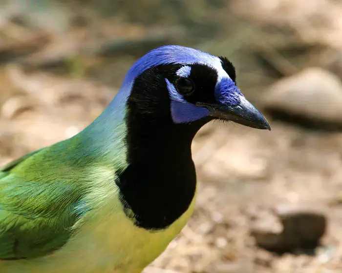 Santa Ana National Wildlife Refuge — A Green Jay bird is depicted at close range with a green and yellow body and blue head with black markings