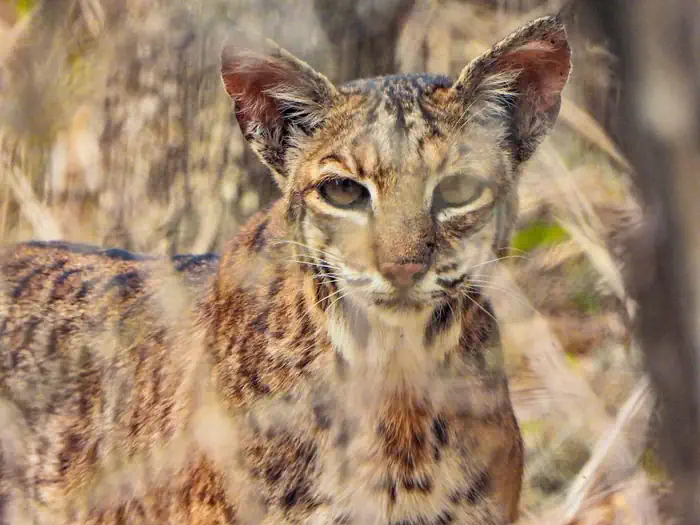 Santa Ana National Wildlife Refuge — A bobcat looks directly into the camera lens