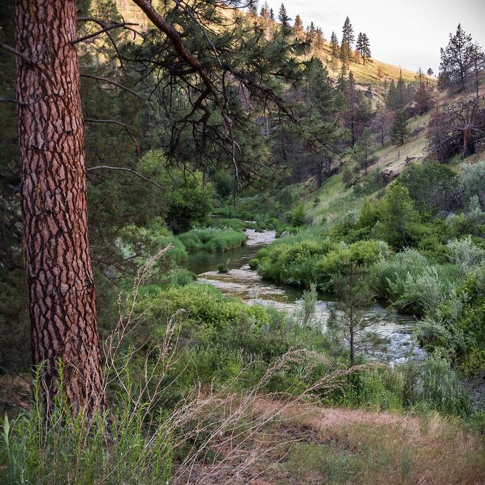 South Fork John Day River Back Country Byway — Ponderosa pine above the South Fork John Day River