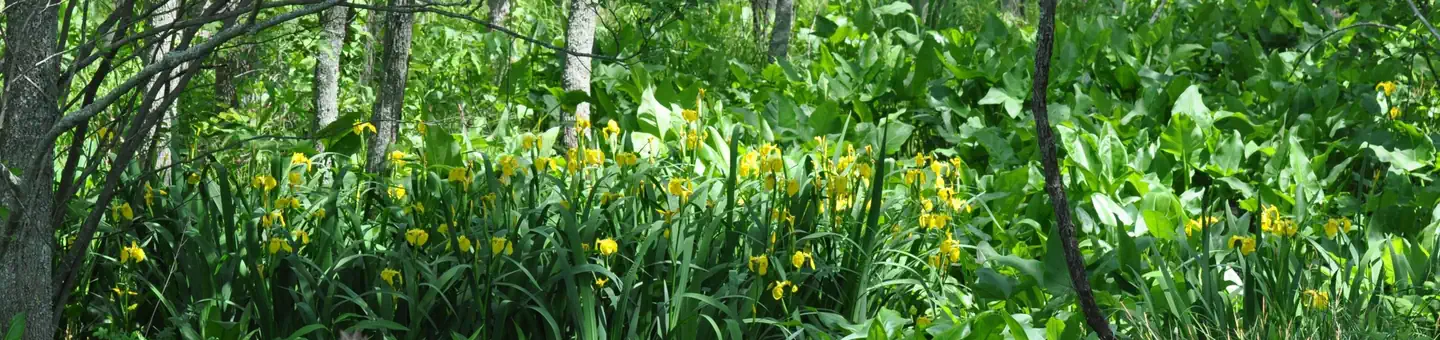 Occoquan Bay National Wildlife Refuge