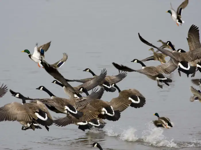 DeSoto National Wildlife Refuge — a group of birds starting to fly out of water