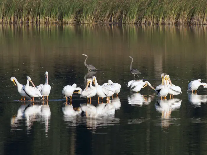 DeSoto National Wildlife Refuge — a group of pelicans standing in shallow water with marsh in the background