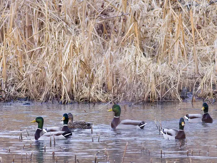 DeSoto National Wildlife Refuge — Desoto National Wildlife Refuge