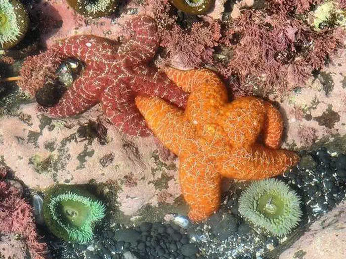 Yaquina Head Outstanding Natural Area — Two sea stars, one red and one orange, with two green anemones.