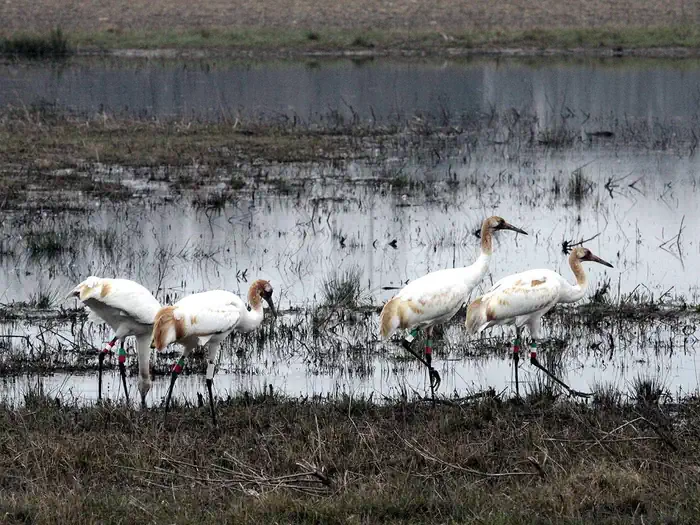 Wheeler National Wildlife Refuge — Wheeler National Wildlife Refuge, Alabama