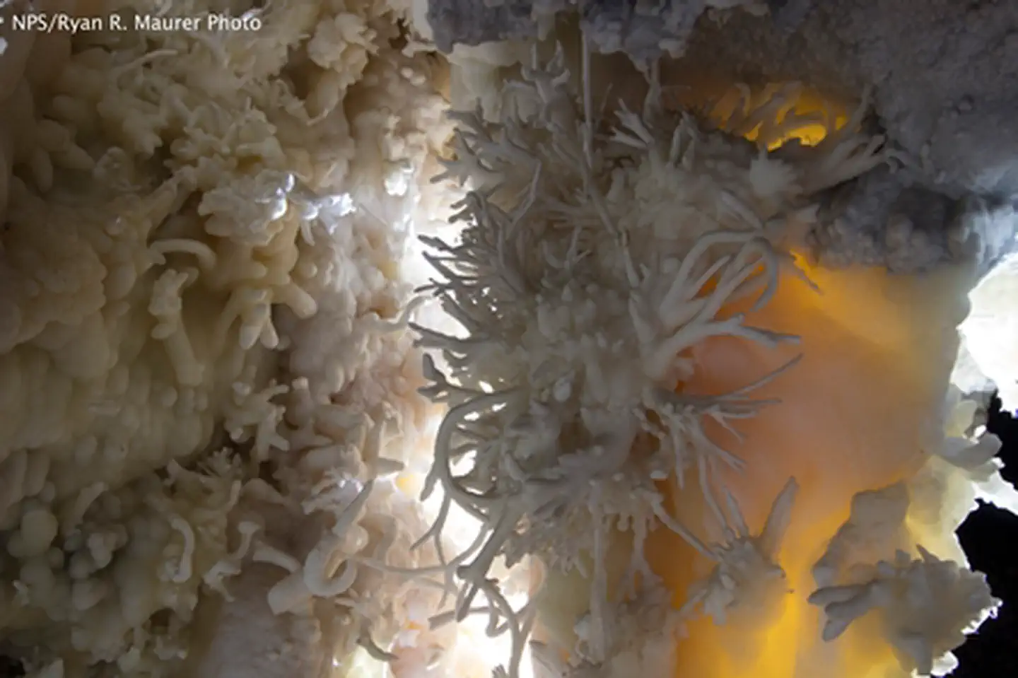 Timpanogos Cave National Monument — Helictites in Timpanogos Cave