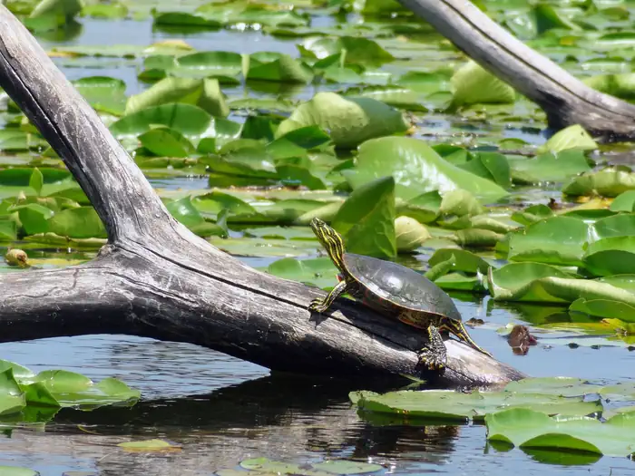 Minnesota Valley National Wildlife Refuge — Minnesota Valley National Wildlife Refuge