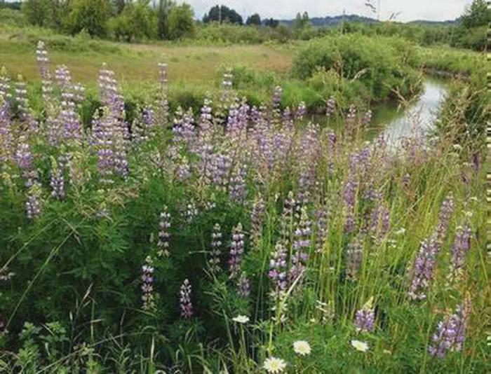 West Eugene Wetlands