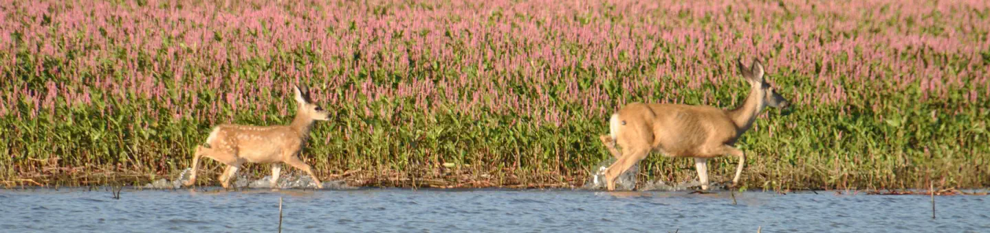 Deer Flat National Wildlife Refuge