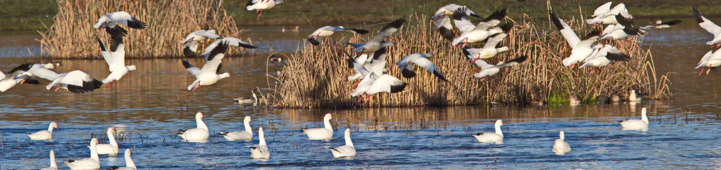 Colusa National Wildlife Refuge