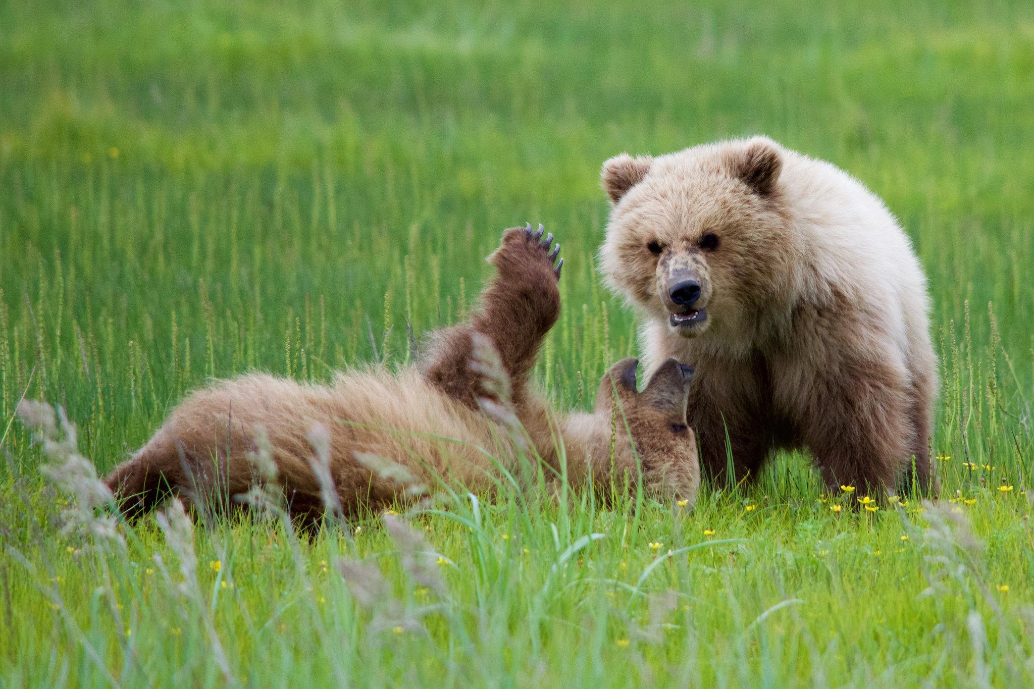 Lake Clark National Park & Preserve — Two cubs playing at Silver Salmon Creek