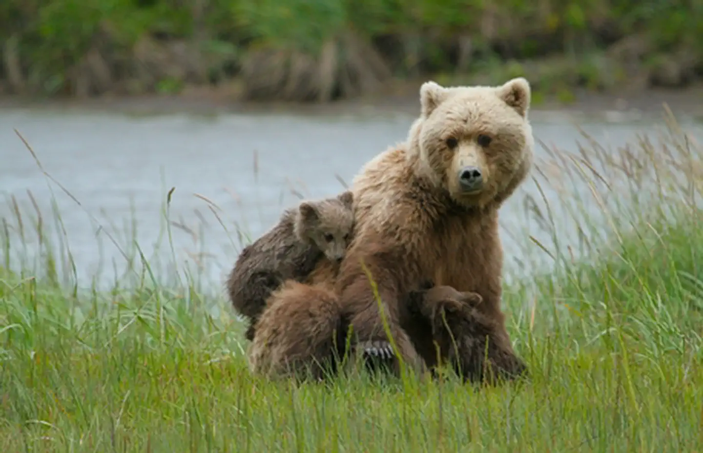 Lake Clark National Park & Preserve — Brown Bear Sow and Cubs