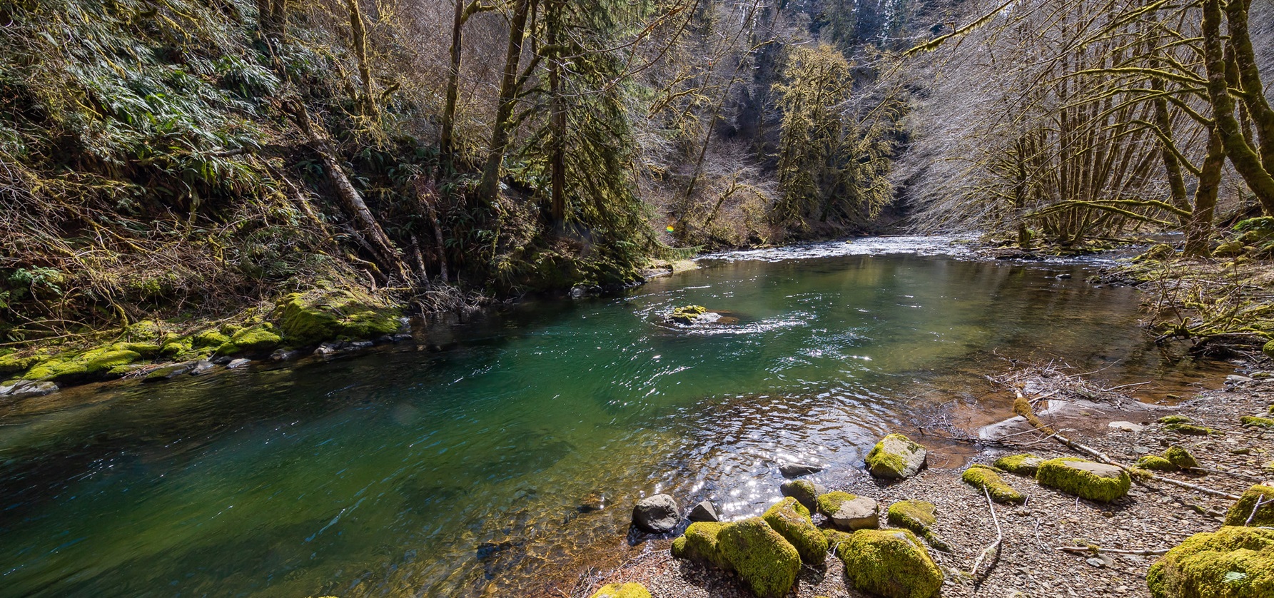 Nestucca River Recreation Area — Late-winter view of the Nestucca Wild and Scenic River