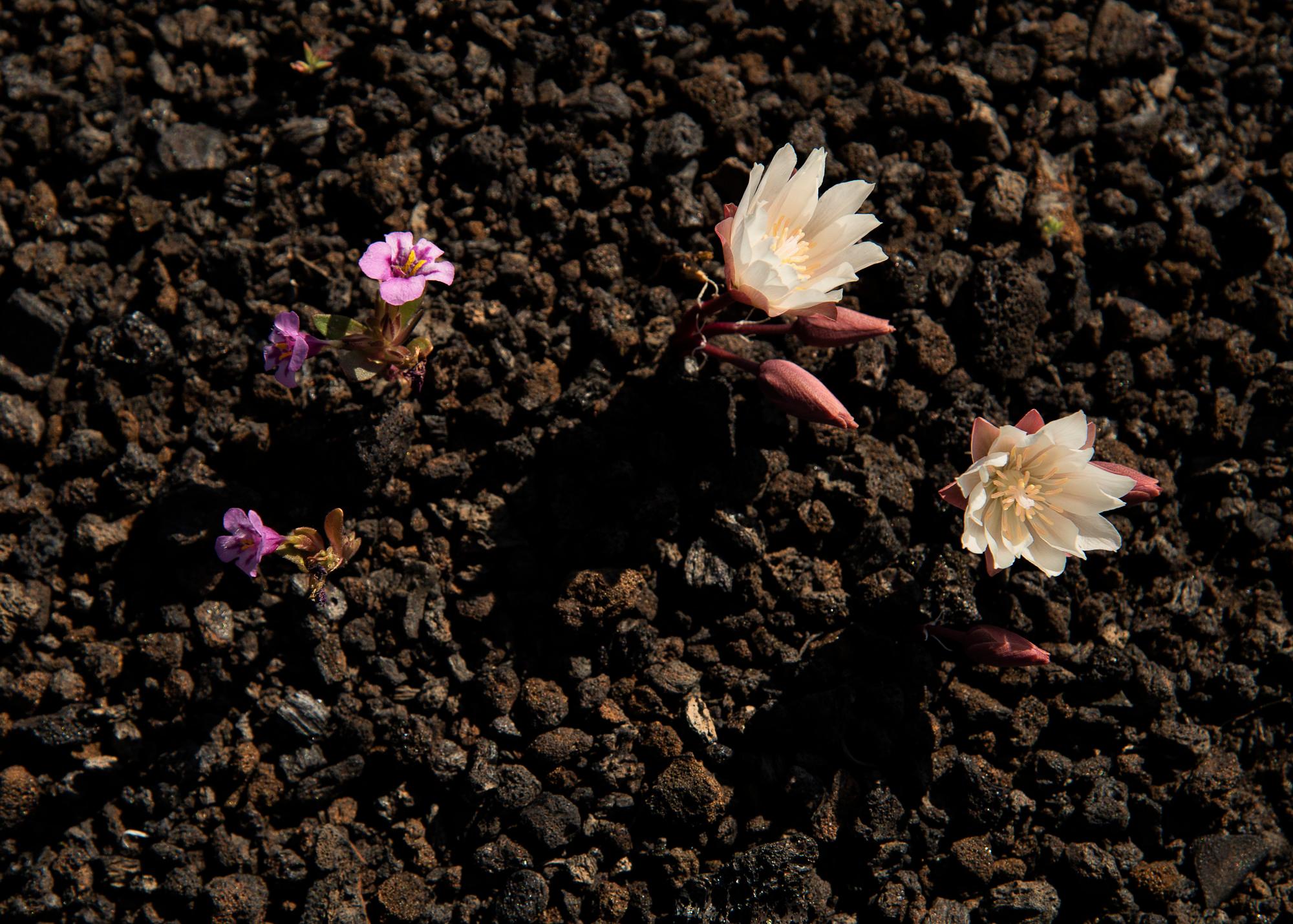 Craters Of The Moon National Monument & Preserve — Wildflowers on the Moon