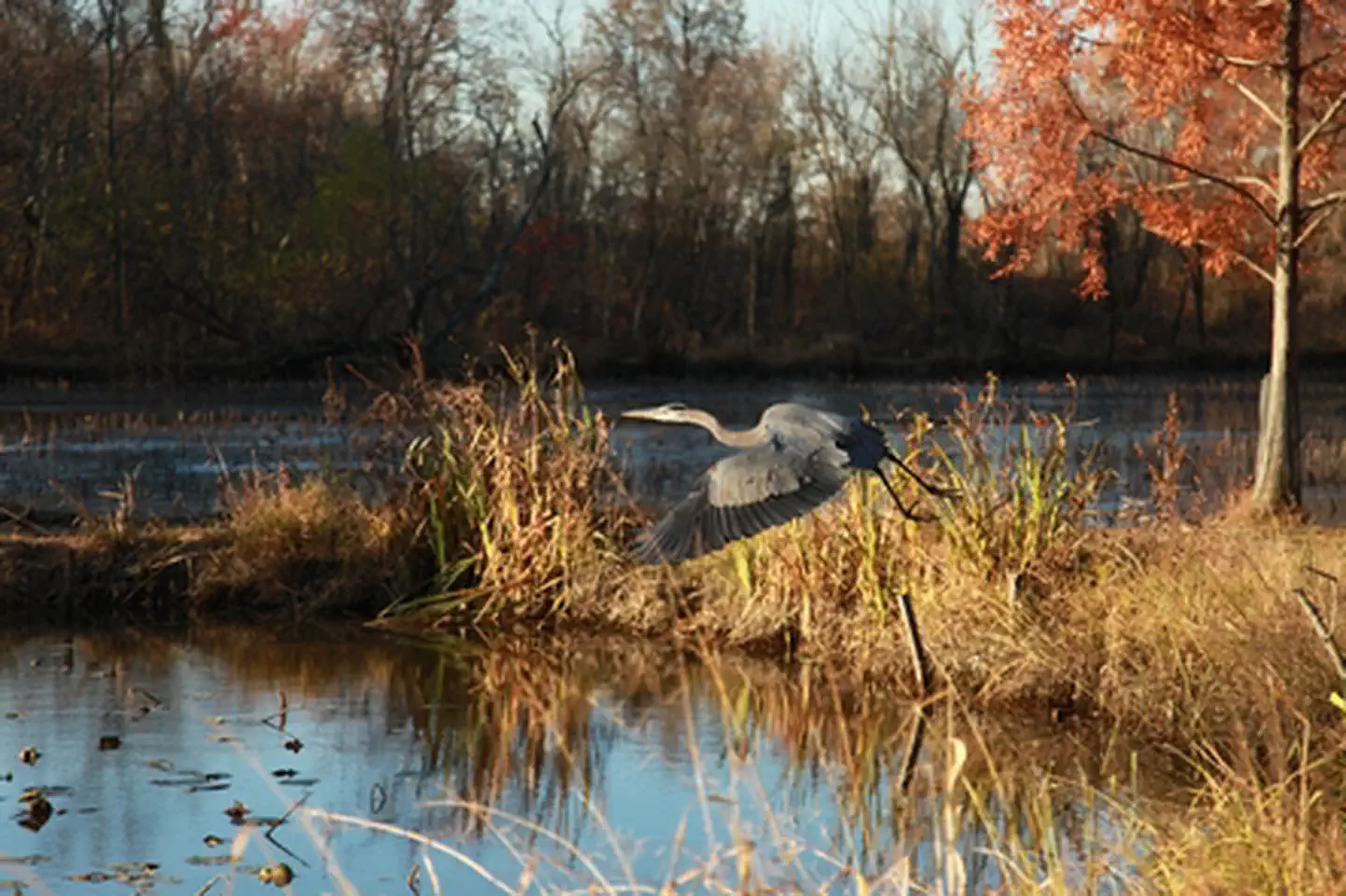 Kenilworth Park & Aquatic Gardens