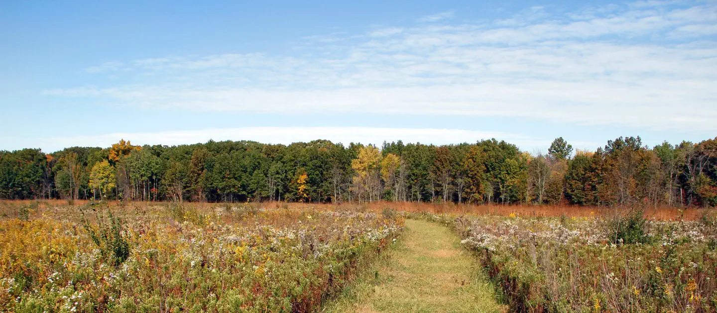 Indiana Dunes National Park — Mnoké Prairie in Bloom