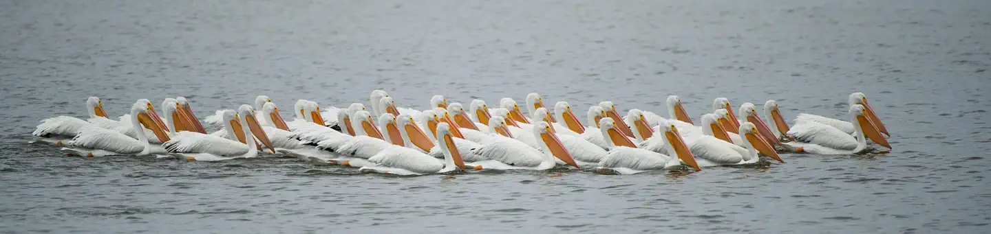Pea Island National Wildlife Refuge
