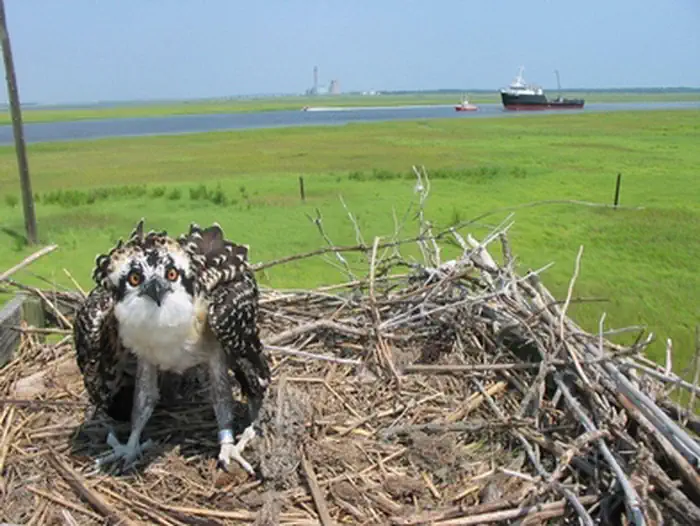 Great Egg Harbor River — Tuckahoe Osprey