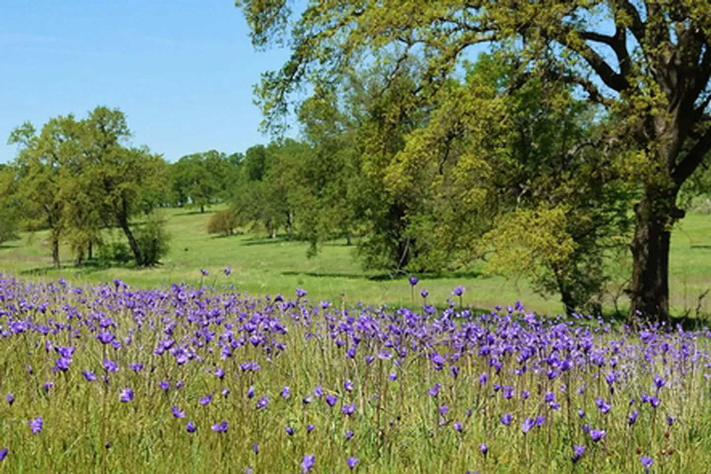 Sacramento River Bend Area