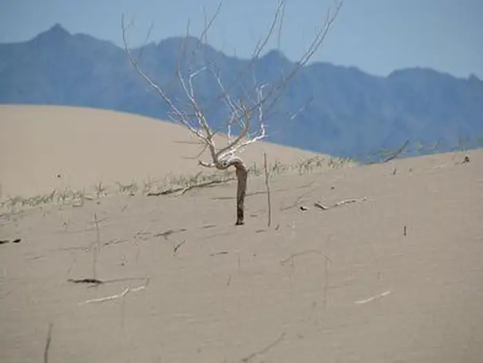 Cadiz Dunes Wilderness